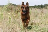 BERGER ALLEMAND 386